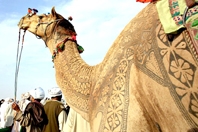 Nghệ thuật tạo mẫu trên lưng lạc đà